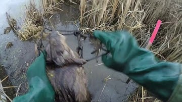 S2 Day 2 Marsh Trapping Wisconsin for Muskrats