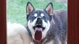 Dog vs Glass Door
