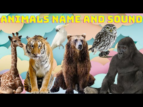 animals name and sound partridge, lion, tiger, jaguar,  cows, dogs, cats, chickens, elephants, sheep