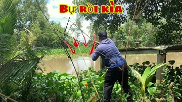 Câu Cá Tra Sông - Mới Thả Cục Mồi Đầu Tiên Chưa Được 2 Phút Là Dính Hàng Khủng | Fishing - Miền Tây