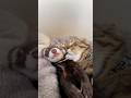 猫とフェレットの尊すぎる寝顔