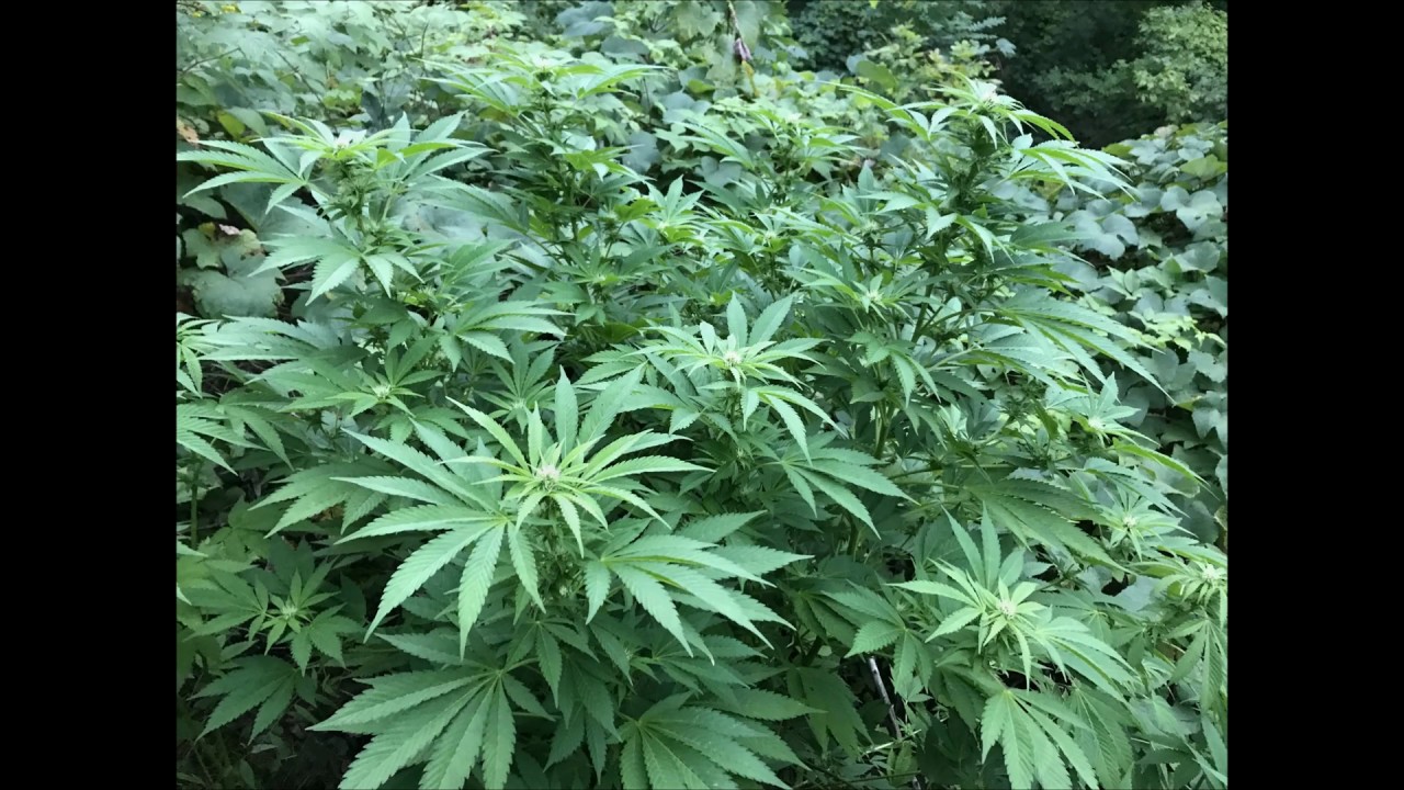 2017 Cannabis grow