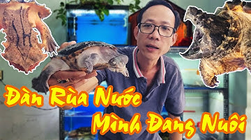 Cập Nhật Tình Hình Đàn Rùa Nước Mình Đang Nuôi - Alligator Snapping Turtle | Vũ Lê Channel