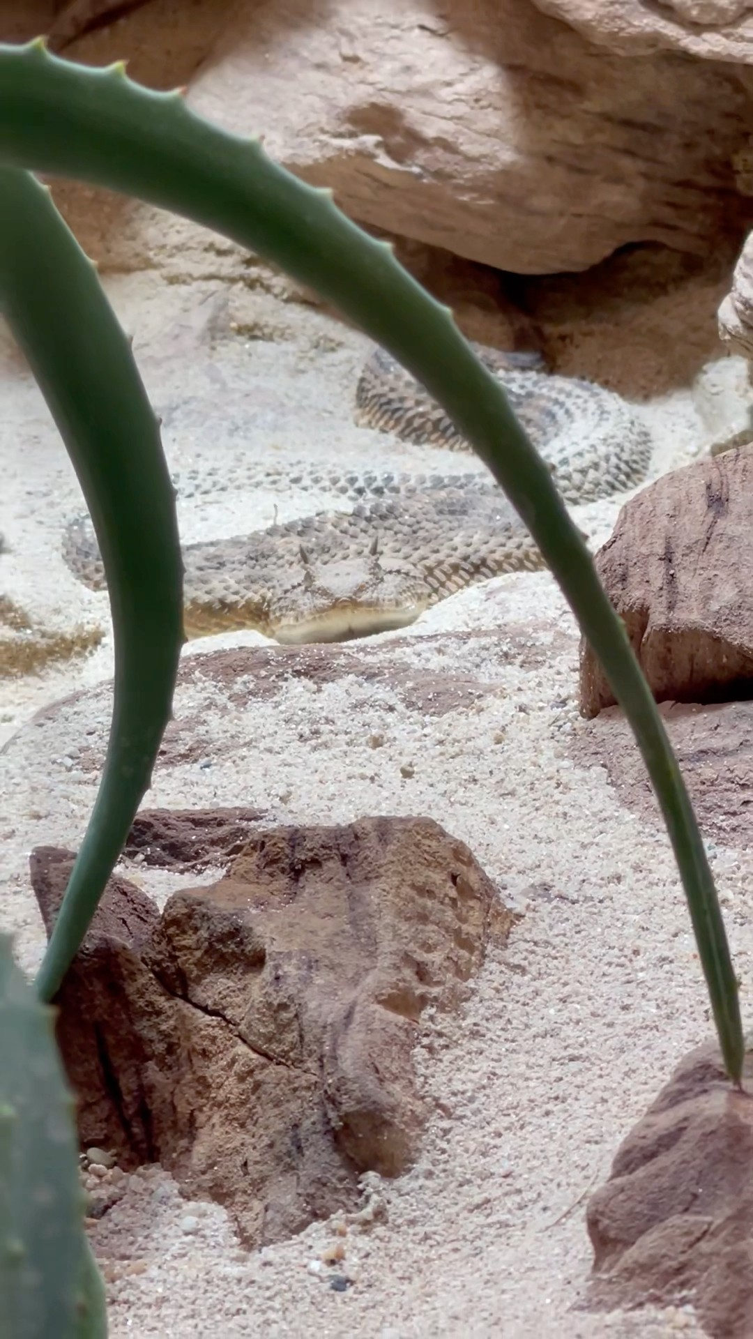 Horned Viper Snake