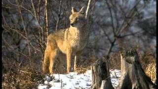 Why Save A World of Fools & Liars.mov screenshot 5