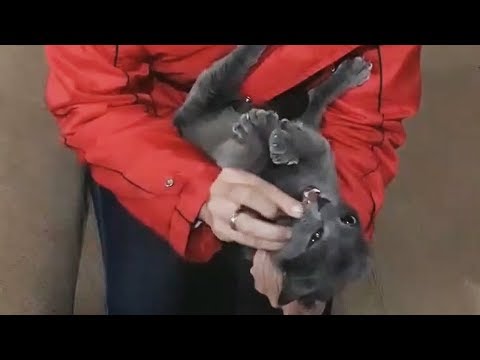 Vídeo: Como Dar Remédio Ao Seu Gato