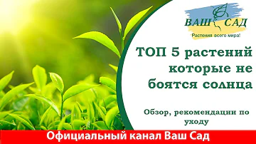 ТОП 5 растений которые выдержат прямые солнечные лучи. Ваш сад