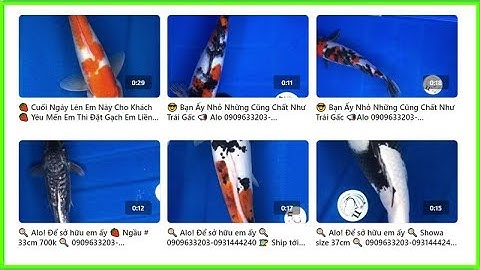 Tổng hợp CÁC LOẠI CÁ KOI ĐẸP nhất phải biết trước khi đi mua Cá Koi Về Nuôi