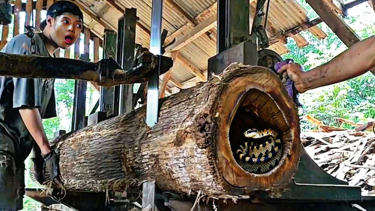 watch till the end!!! what happens in the sawing process of teak wood ...
