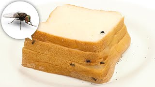 Bread Time-lapse