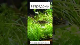 тетрадоны карликовые #аквариумистика #аквариум #аквариумныерыбки