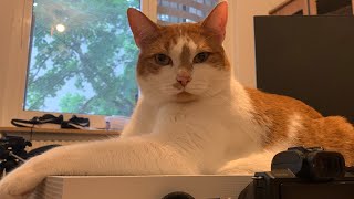 He talk more to Daddy than me 🥲 | CAT VLOG #101