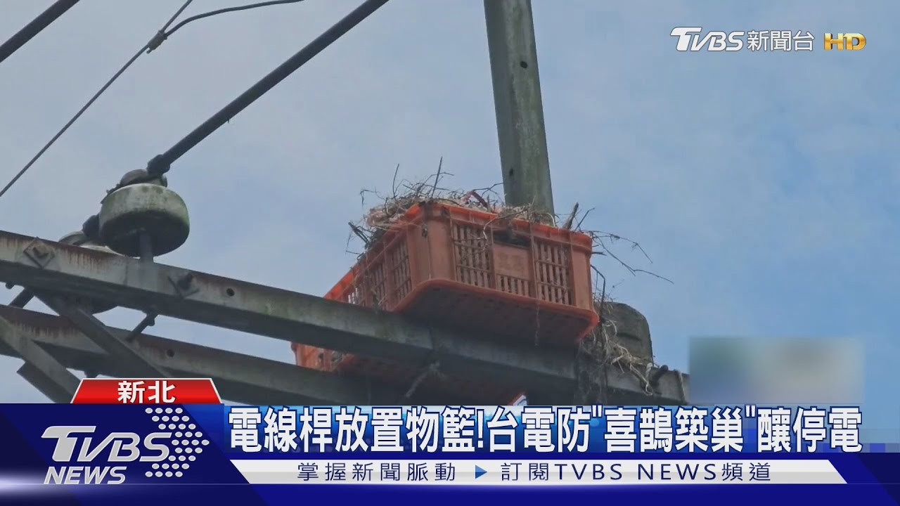 電線桿放置物籃!台電防「喜鵲築巢」釀停電｜TVBS新聞 @TVBSNEWS02 - YouTube