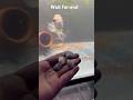 Feeding fish to my Oscar fish #viralvideo #shorts #ytshorts