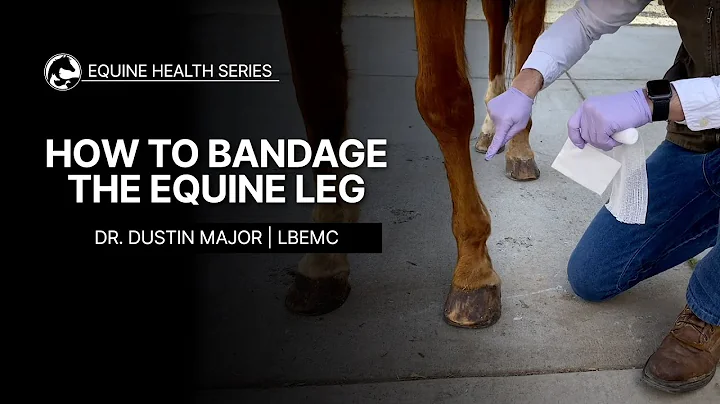 How to Bandage the Equine Leg