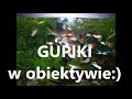 GUPIKI  w obiektywie :)