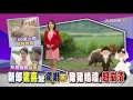 男砸重金請50頭豬證婚氣炸母豬新娘 男砸重金請50頭豬證婚氣炸母豬新娘