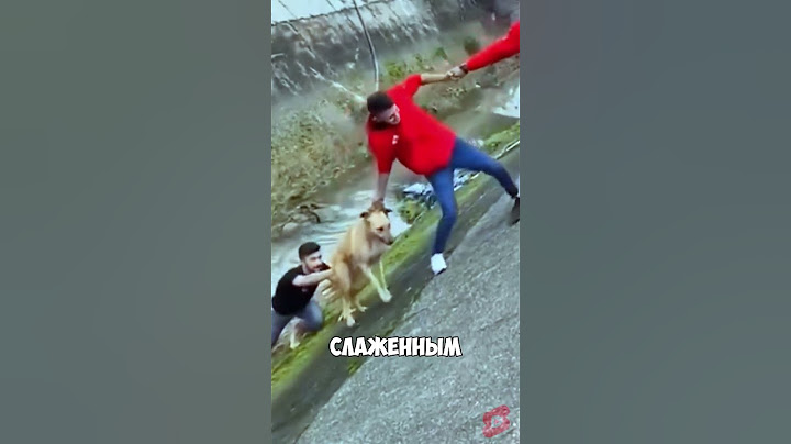 Они не смогли пройти мимо! 🐶❤️