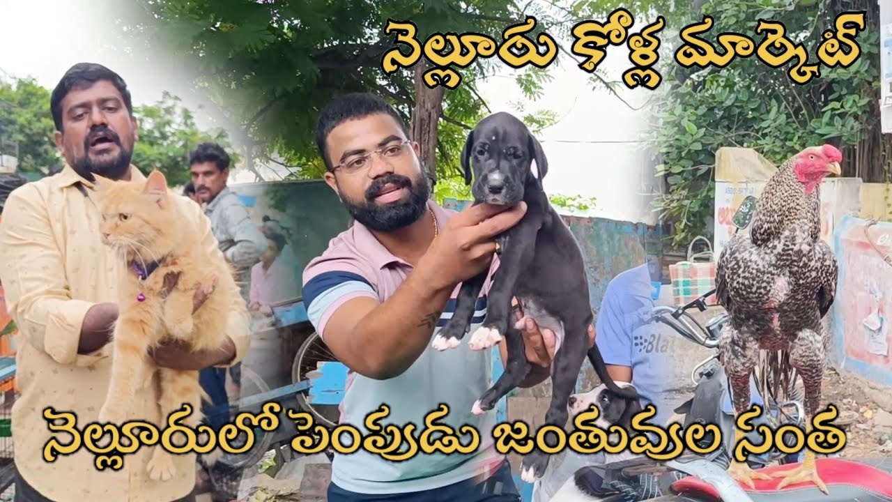 నెల్లూరులో పెంపుడు జంతువుల సంత@S K N Vlogs 