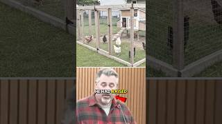 County Confiscated Backyard Chicken Coop Under New Ordinance !! 😨