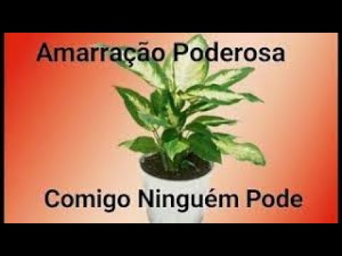 Amarracao Amorosa Na Folha De Comigo Ninguem Pode Faz Amor Voltar