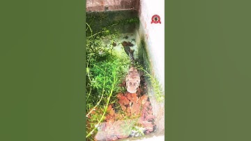 Cập nhật cá lóc form batik sau 1 tháng form