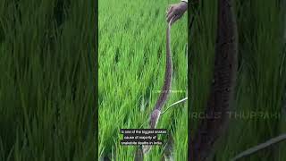 Capture and Bagging Of Russell&#39;s Viper For Venom Extraction