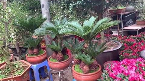 Thăm chợ hoa Vạn Phúc   Hà Đông   Hà Nội 2020 Dr.NMH