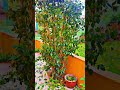 #tree #plants #green #greenery #environment #nature #house