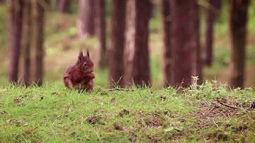 Save the red squirrel