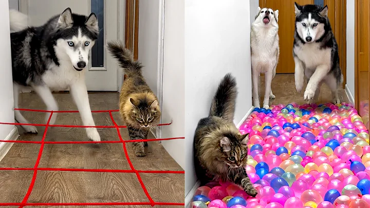Owner Has NEW Challenges  For  Dogs And Cats EVERY DAY thumbnail