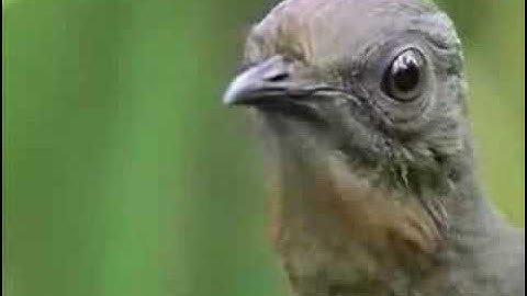THE AMAZING LYREBIRD!!