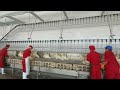 10000 BPH Broiler Chicken Slaughterhouse Poultry Processing Plant Line Slaughter Equipment 