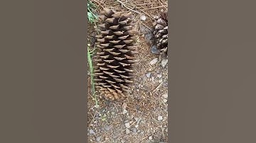 Look at this huge pinecone