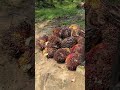 Kali ini konten kita beralih ke sawit #sawit #petani #riau