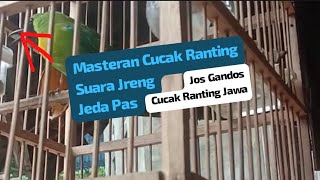 Masteran atau Pancingan Cucak Ranting ⁉️ Suara Jreng Jeda Pas