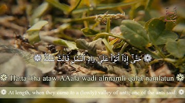 حَتَّىٰٓ إِذَآ أَتَوْاْ عَلَىٰ وَادِ ٱلنَّمْلِ | تلاوة خاشعة ومؤثرة جداً