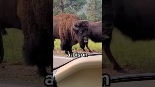 Difference Between Bison and Buffalo? 😳