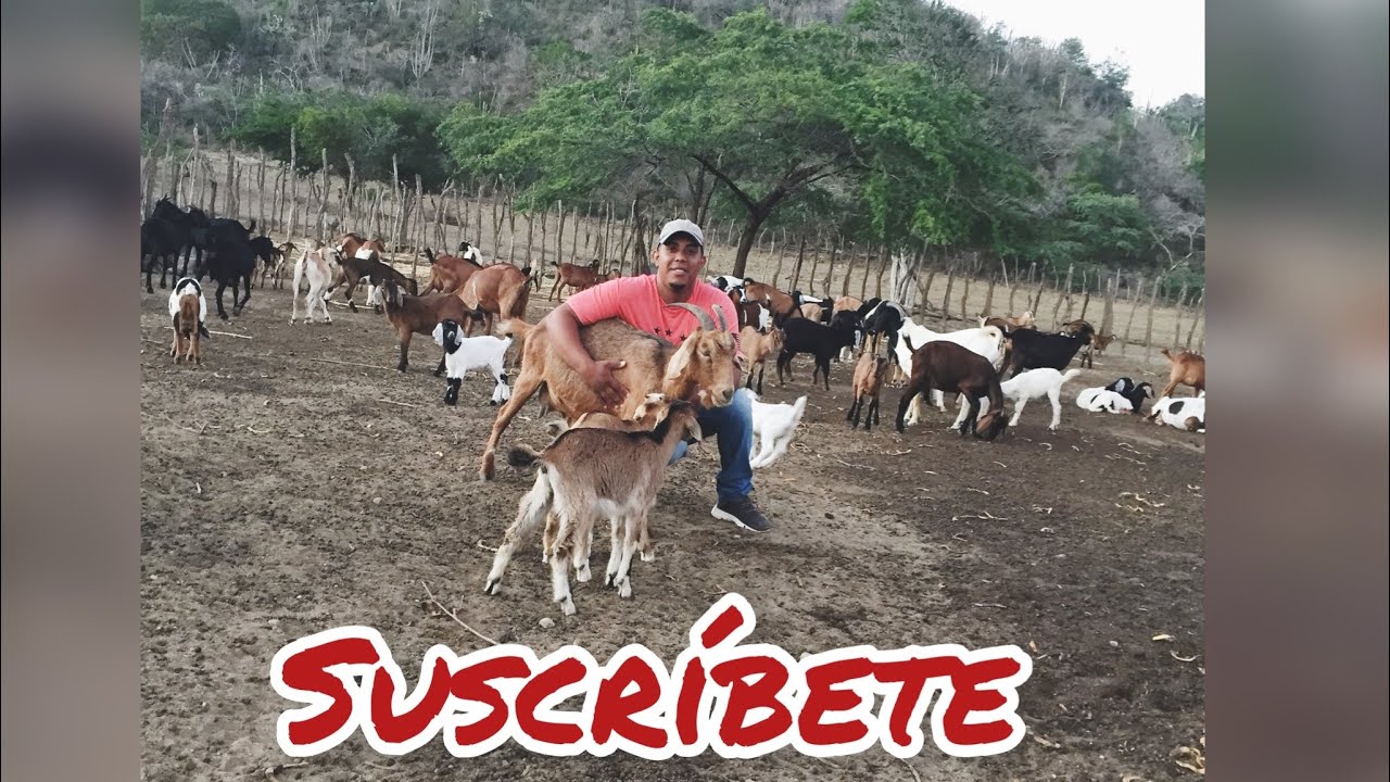 Ventajas y desventajas que tienen los chivos criollos y mestizos  en el clima de nuestra zona🇩🇴🐐