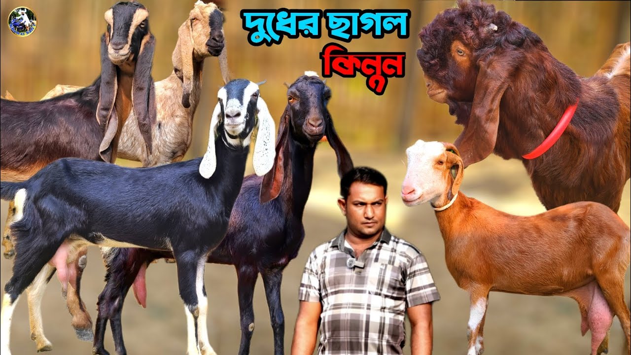 নতুনত্ব দুধের ছাগল স্বল্প দামে কিনুন আল আমিন ভাইয়ের ফার্ম থেকে 💥