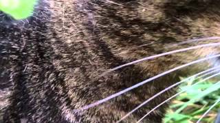 Mew Official Music Video