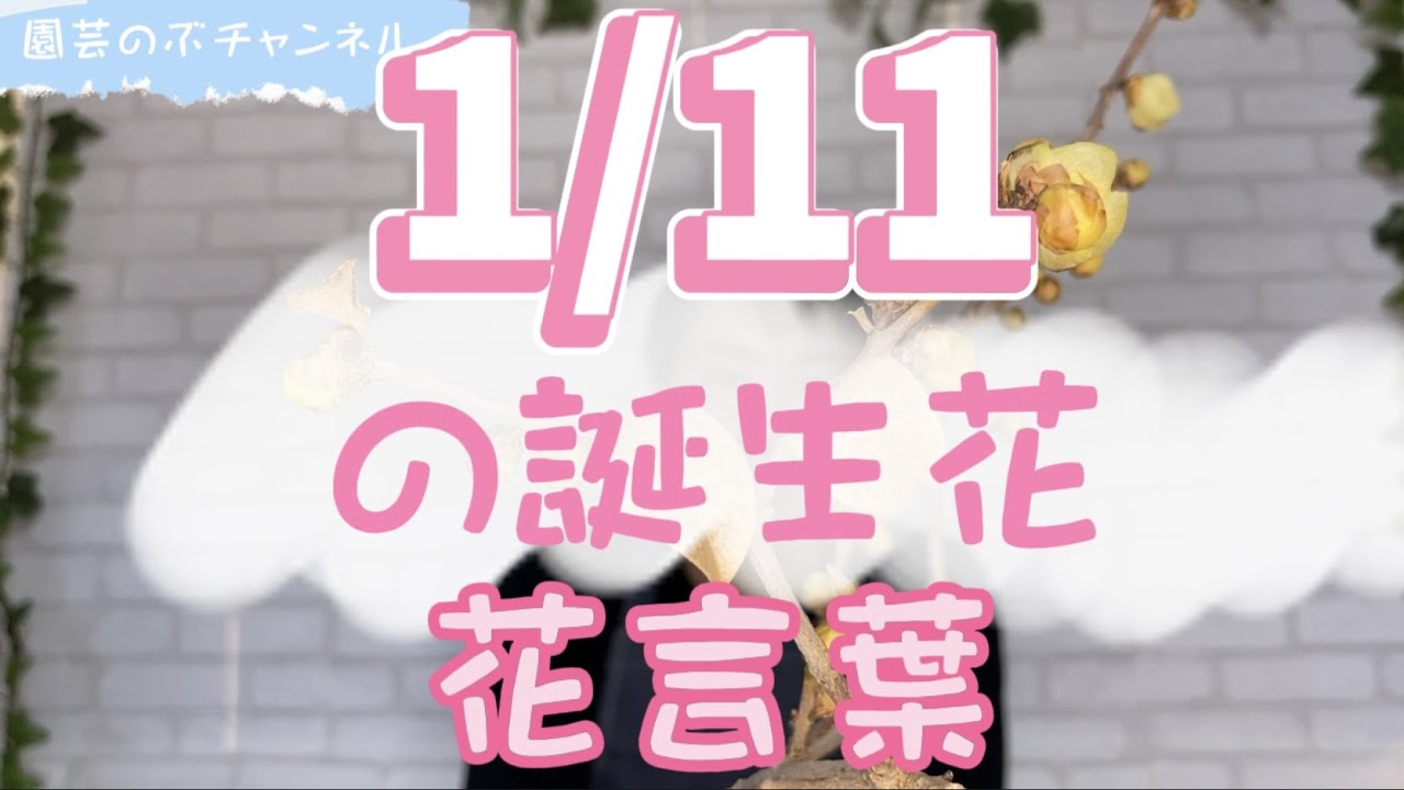 園芸のぶチャンネル】1/11の誕生花と花言葉【1月】【11日