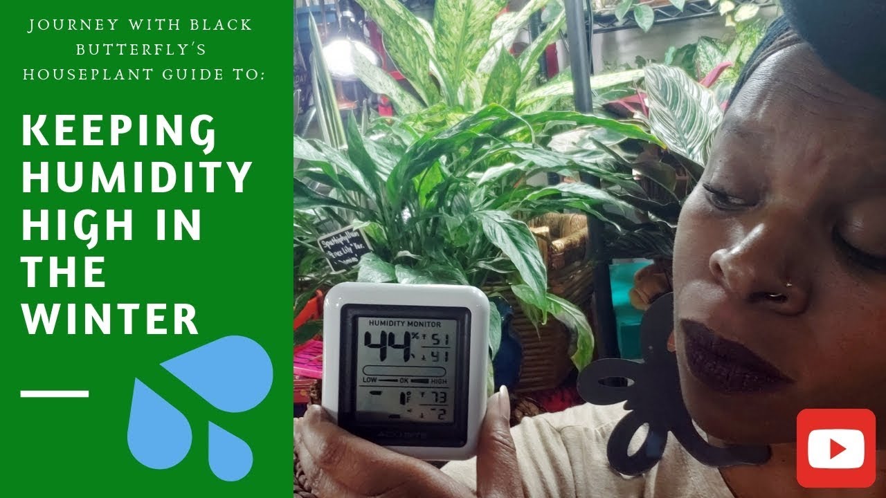 Need HUMIDITY?! TIPS to keeping HOUSEPLANTS alive during WINTER YouTube