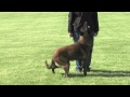 The Foundations of Competitive Working Dogs Obedience 3v2- Heeling, the Recall and Motion Exercises