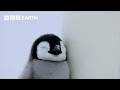 A Penguin Chick's Brave First Steps | Penguins: Meet the Family | BBC Earth