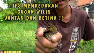 CIRI CIRI BURUNG CUCAK WILIS JANTAN DAN BETINA