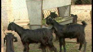 Goat Diseases their Symptoms, Prevention and Treatments