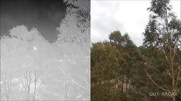 Aerial robots, artificial intelligence and statistics revolutionise wildlife tracking and research