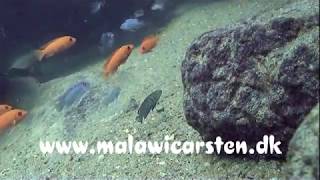 Maylandia Estherae Minos Reef Mozambique