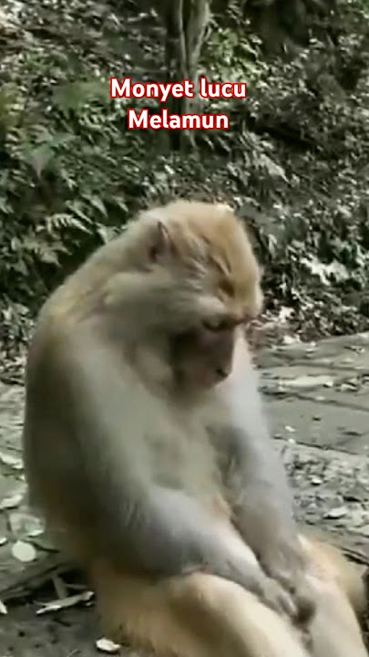 Monyet lucu melamun‼️😂(@Anya_CK) ameena_kw